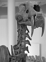 Kids-NYC_AMNH_3-2014 (81)
